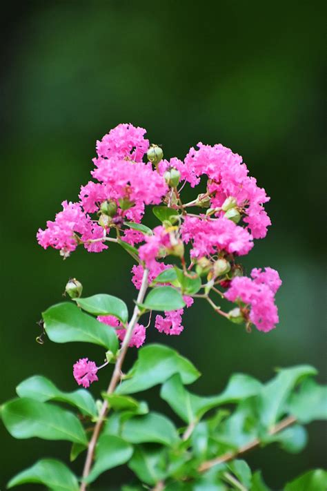 夏天開的花有哪些|夏天十种最美的花